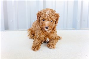 Grunt - Goldendoodle, Mini for sale