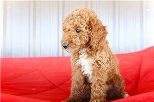 Toro - Mini Goldendoodle for sale
