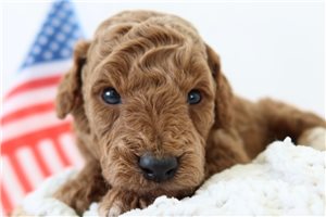 Toro - Goldendoodle, Mini for sale