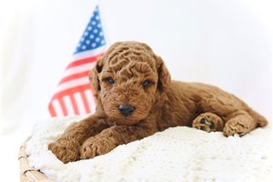 Tony - puppy for sale