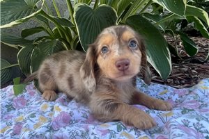 Adrian - Dachshund, Mini for sale
