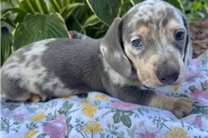 Aces - Dachshund, Mini for sale