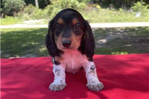 Armani - Dachshund, Mini for sale