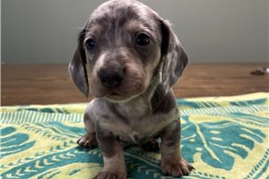 Aces - Mini Dachshund for sale