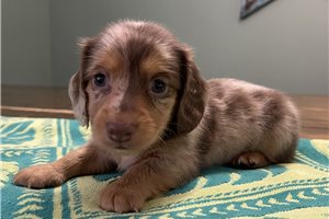 Adrian - puppy for sale