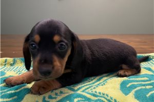 Aria - puppy for sale