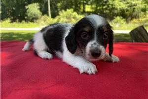 Miracle - Dachshund, Tweenie for sale