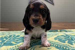 Armani - puppy for sale