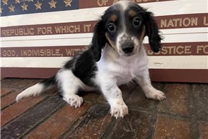 Miracle - Dachshund, Tweenie for sale