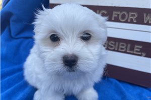 Titus - puppy for sale