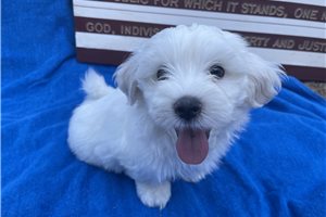 Mouse - Maltese for sale