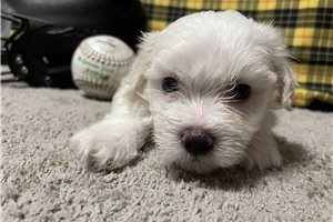 Master - Maltese for sale
