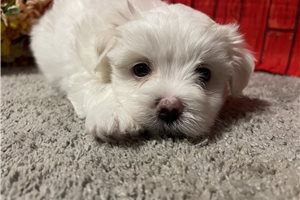 Titus - Maltese for sale