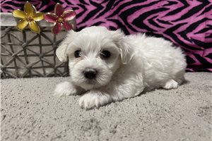 Lacey - puppy for sale