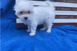 Tator - puppy for sale
