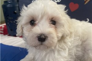 Calvin - Maltese for sale