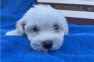 Master - puppy for sale