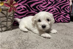 Lilly - puppy for sale