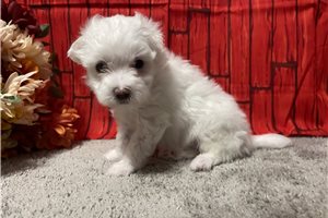 Tator - puppy for sale