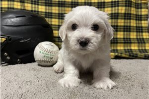 Mouse - puppy for sale