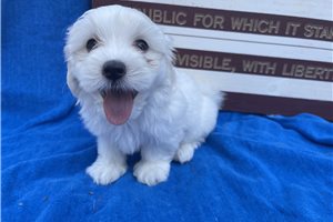 Lilly - puppy for sale