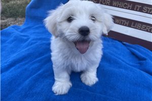 Leah - puppy for sale