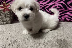 Leah - puppy for sale