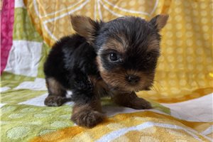 Mister - Yorkshire Terrier - Yorkie for sale
