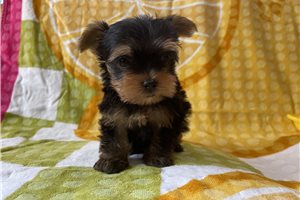 Mitch - puppy for sale