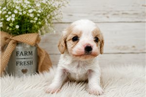 Gill - Cavachon for sale