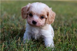 Gill - Cavachon for sale