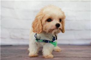 Gill - Cavachon for sale