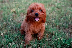 Amiyah - Cavapoo for sale