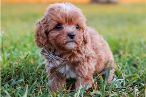 Adam - Cavapoo for sale