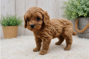 Amiyah - Cavapoo for sale