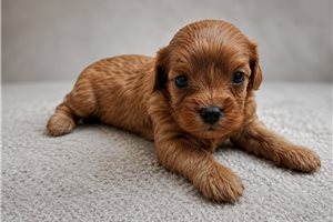 Amiyah - puppy for sale