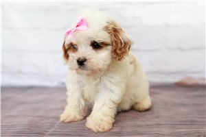 Bambi - Cavapoo for sale