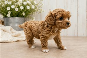 Adam - Cavapoo for sale