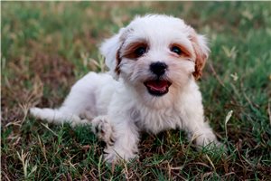 Bambi - Cavapoo for sale