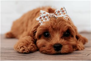 Aria - Cavapoo for sale