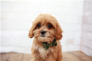 Blake - Cavapoo for sale