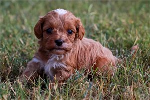 Blake - Cavapoo for sale
