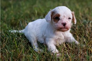 Basil - puppy for sale