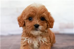 Blake - Cavapoo for sale