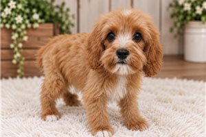 Adam - Cavapoo for sale