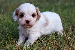 Bambi - puppy for sale