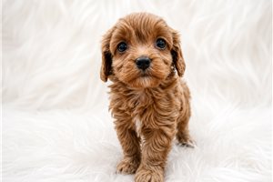 Aria - Cavapoo for sale