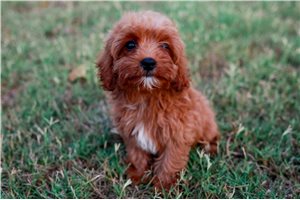 Adam - Cavapoo for sale