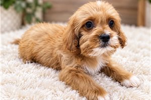 Blake - Cavapoo for sale