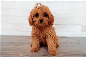 Amiyah - Cavapoo for sale